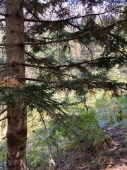 Abies × borisii-regis