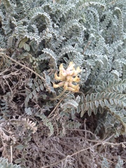 Astragalus anemophilus