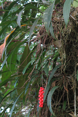Anthurium gracile