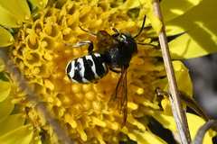 Dianthidium subparvum