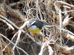Coereba flaveola caboti