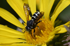 Dianthidium subparvum