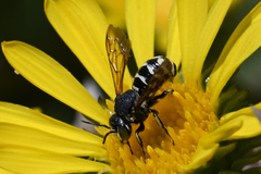 Dianthidium subparvum
