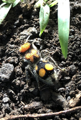 Pseudomethoca verticalis