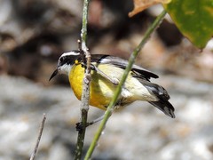 Coereba flaveola caboti