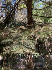 Abies × borisii-regis