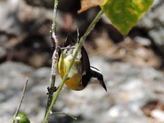 Coereba flaveola caboti