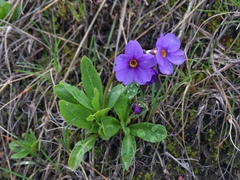 Primula cusickiana