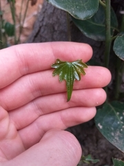 Dioscorea brachybotrya