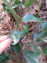 Dioscorea brachybotrya