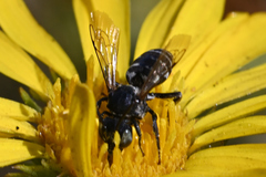 Triepeolus paenepectoralis