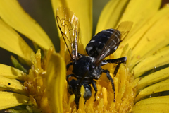 Triepeolus paenepectoralis