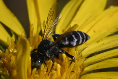 Triepeolus paenepectoralis