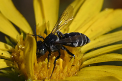 Triepeolus paenepectoralis