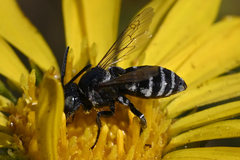 Triepeolus paenepectoralis