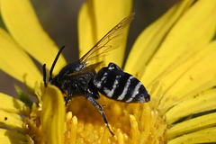 Triepeolus paenepectoralis
