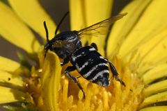 Triepeolus paenepectoralis