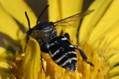 Triepeolus paenepectoralis