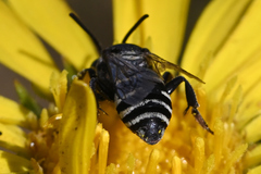 Triepeolus paenepectoralis