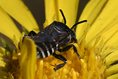 Triepeolus paenepectoralis
