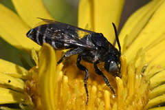 Triepeolus paenepectoralis