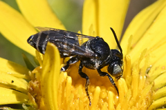 Triepeolus paenepectoralis