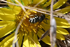 Dianthidium subparvum