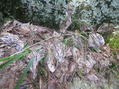 Polygonatum lasianthum
