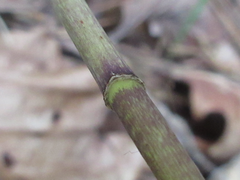 Polygonatum lasianthum