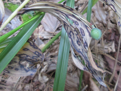 Polygonatum lasianthum