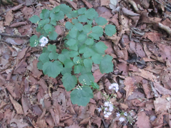 Thalictrum actaeifolium
