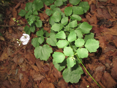 Thalictrum actaeifolium