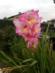 Gladiolus × hortulanus