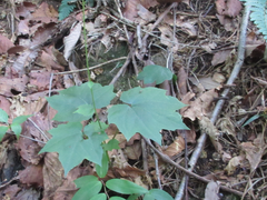 Ainsliaea acerifolia
