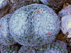 Mammillaria parkinsonii