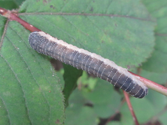 Abia japonica