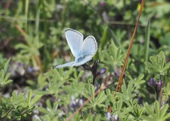 Glaucopsyche lygdamus