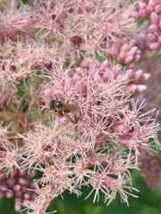 Halictus