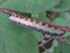 Abia japonica
