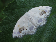 Auzata nigrata