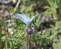 Glaucopsyche lygdamus