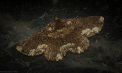Paradromulia ambigua