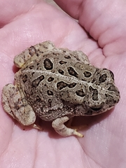 Anaxyrus fowleri