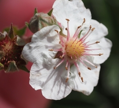 Potentilla alchimilloides