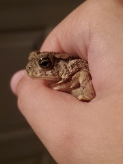 Anaxyrus fowleri