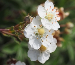 Potentilla alchimilloides
