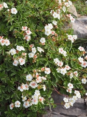 Potentilla alchimilloides