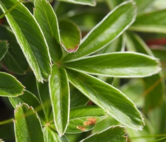 Potentilla alchimilloides
