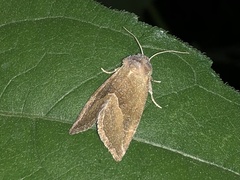 Plagiomimicus spumosum
