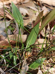 Cryptostylis subulata